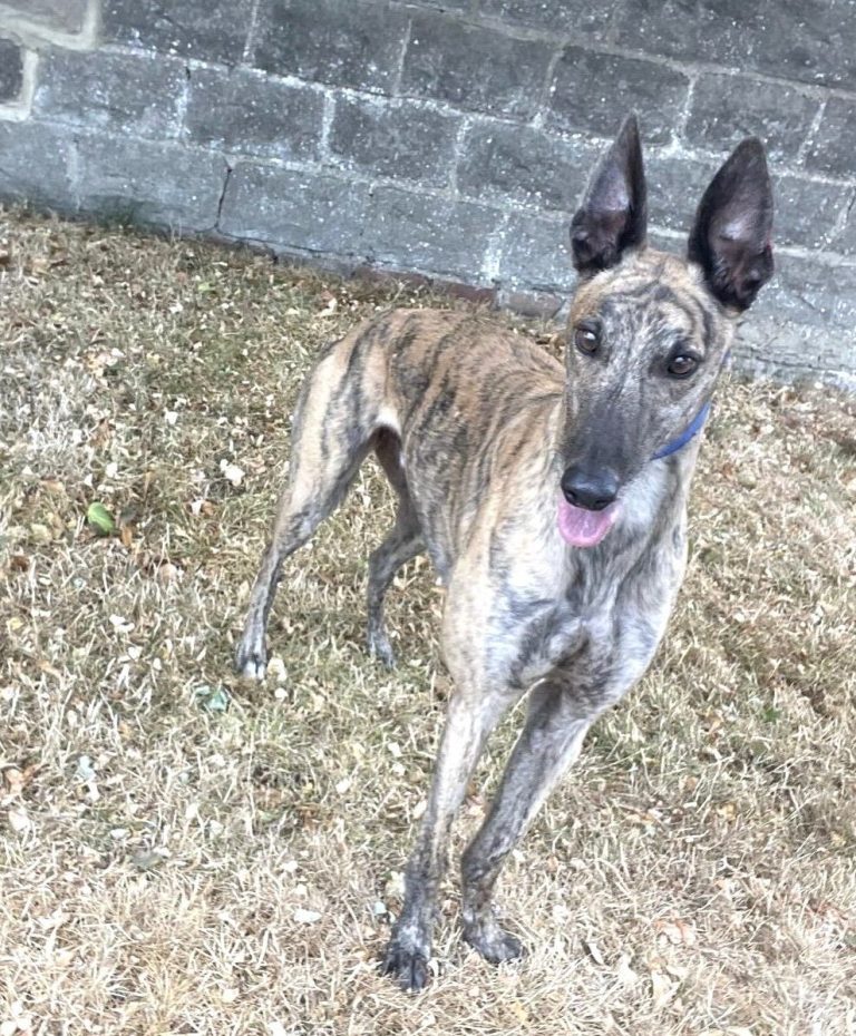 Woody, a 4 years old male Greyhound available for adoption from Greyhound Rescue North East in County Durham