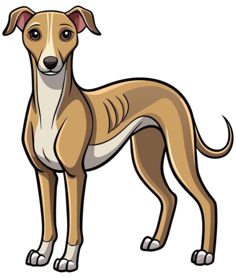 Bonnie, a 3 years old female Greyhound available for adoption from Greyhound Rescue North East in County Durham