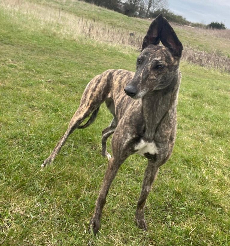 Ruby, a 2 years old female Greyhound available for adoption from Greyhound Rescue North East in County Durham