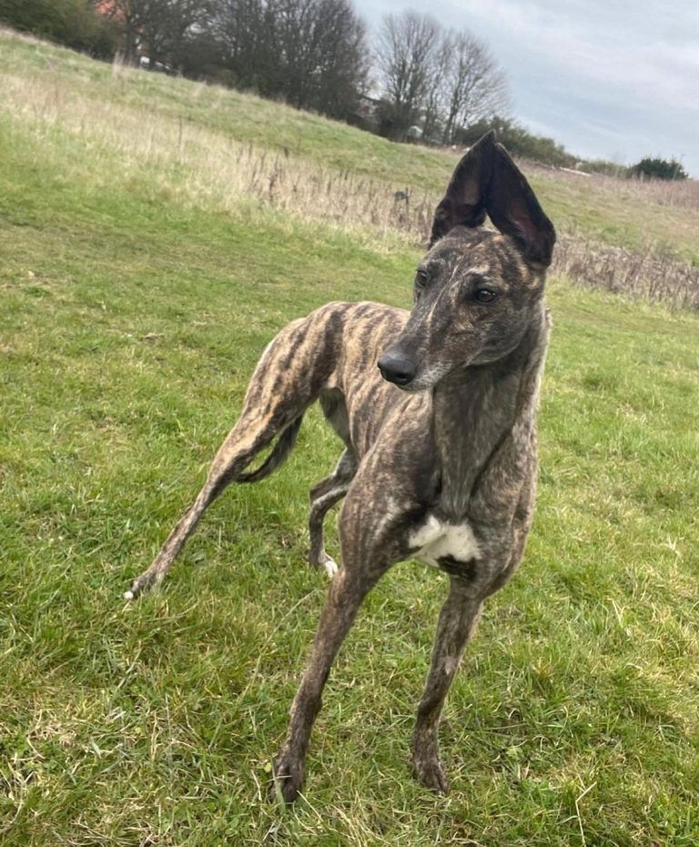 Hope, a 2 years old female Greyhound available for adoption from Greyhound Rescue North East in County Durham