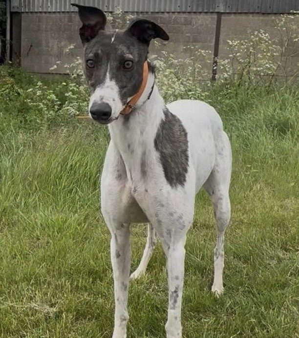 Danielle, a 3 years old female Greyhound available for adoption from Greyhound Rescue North East in County Durham