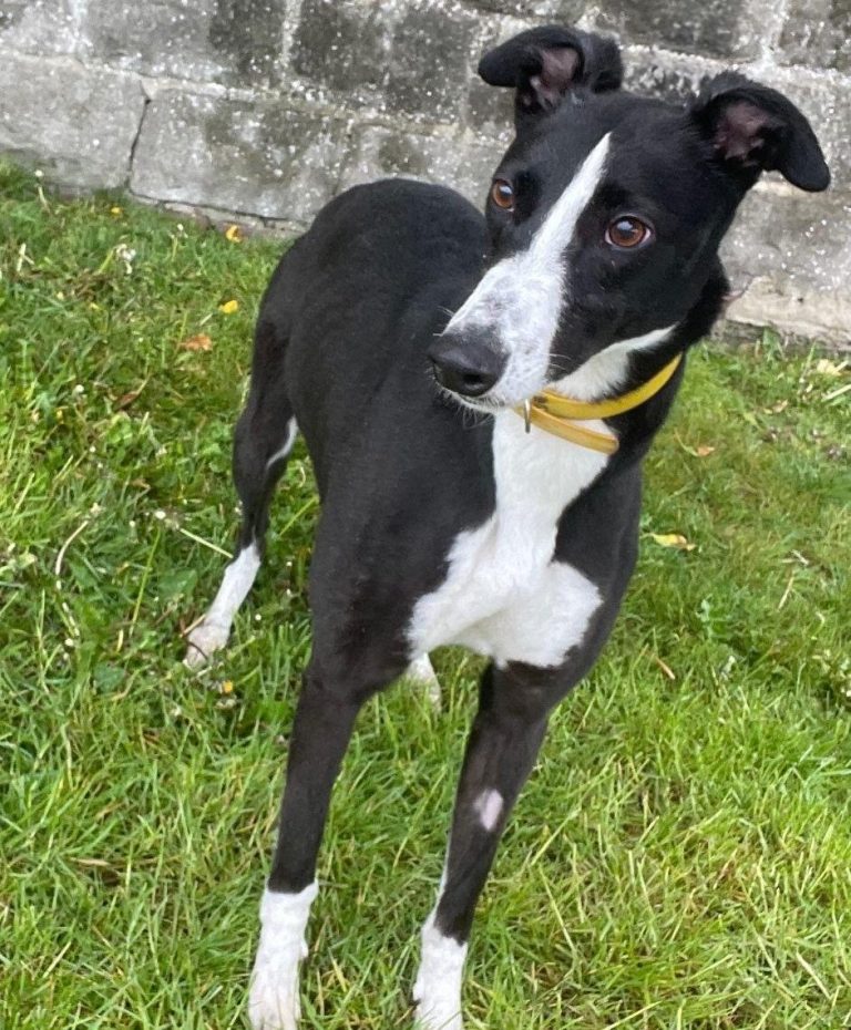 Missy, a 2 years old female Greyhound available for adoption from Greyhound Rescue North East in County Durham