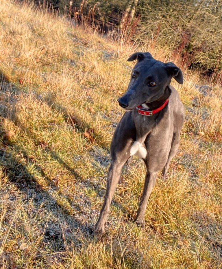 Chanel, a 2 years old female Greyhound available for adoption from Greyhound Rescue North East in Peterlee, County Durham