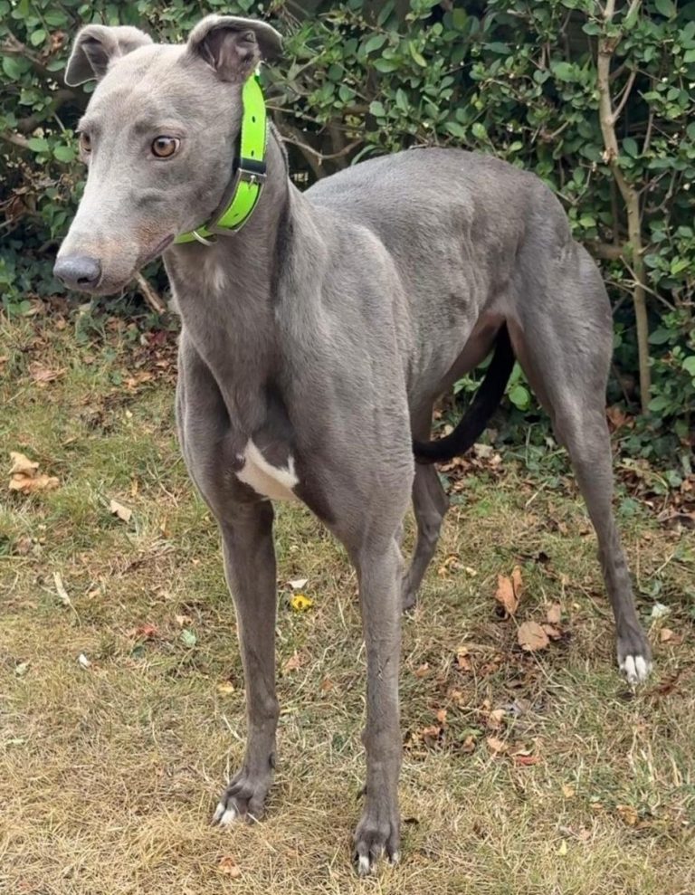Hoffa, a 3 years old female Greyhound available for adoption from Greyhound Rescue North East in County Durham