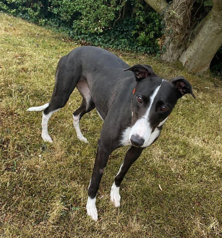Sally, a 3 years old female Greyhound available for adoption from Greyhound Rescue North East in County Durham
