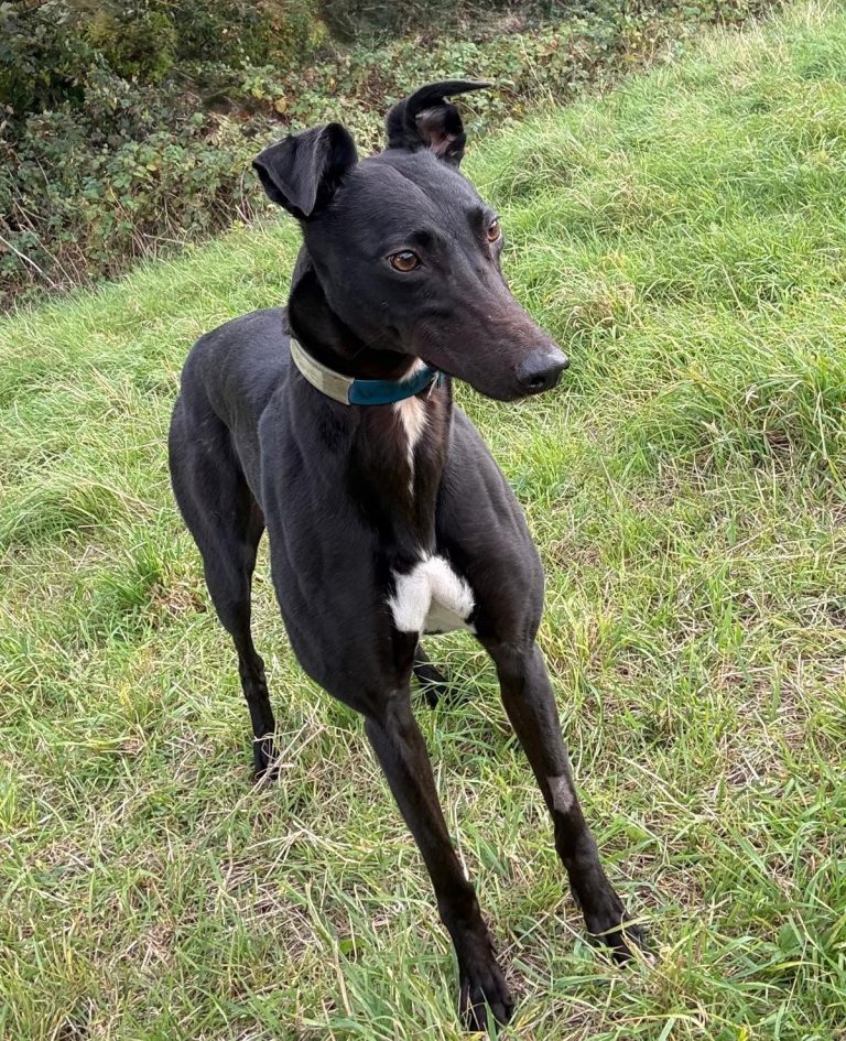 Lucy, a 3 years old female Greyhound available for adoption from Greyhound Rescue North East in County Durham