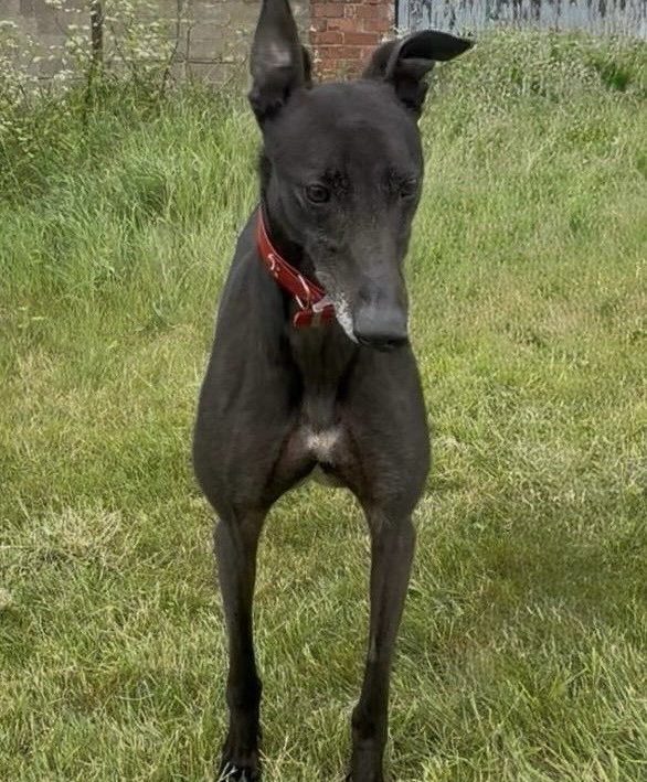 Gucci, a 4 years old male Greyhound available for adoption from Greyhound Rescue North East in County Durham