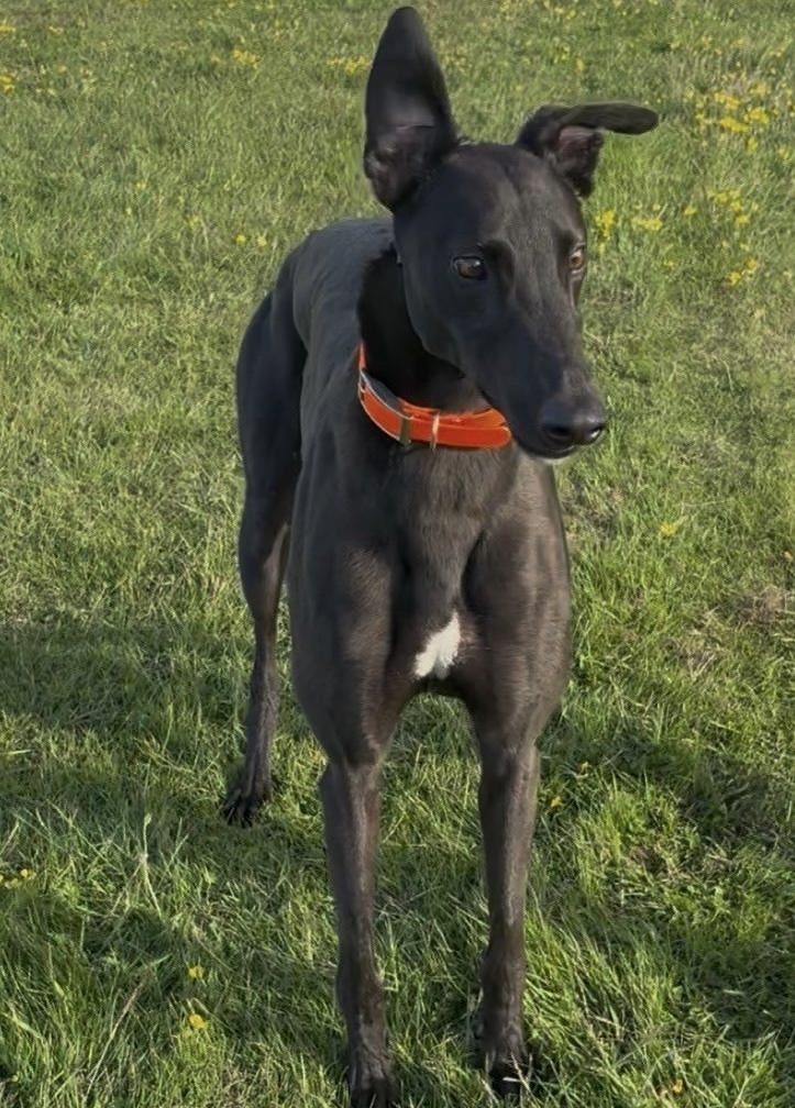 Crafty, a 2 years old male Greyhound available for adoption from Greyhound Rescue North East in County Durham