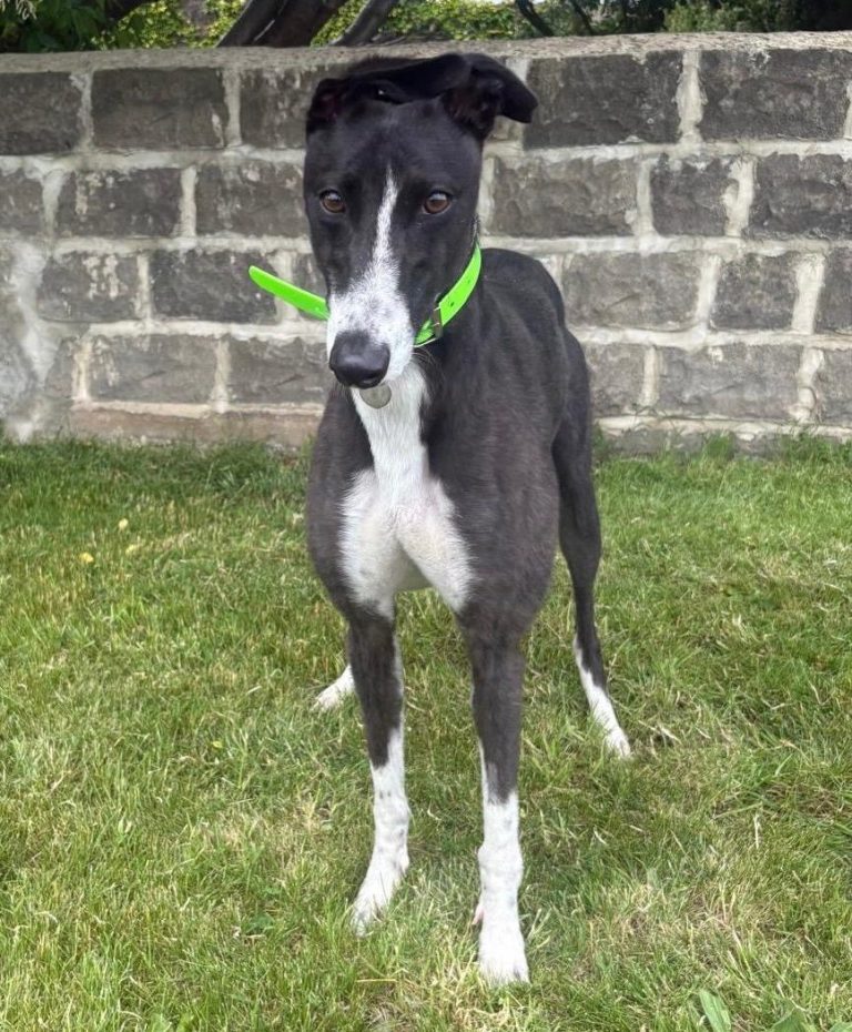 Bubbles, a 2 years old female Greyhound available for adoption from Greyhound Rescue North East in County Durham