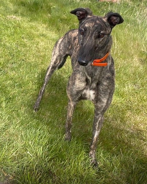 Jack, a 3 years old male Greyhound available for adoption from Greyhound Rescue North East in County Durham