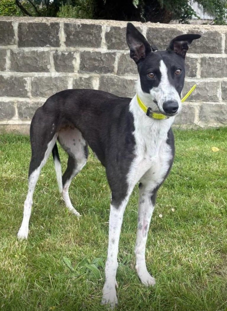 Bambi, a 2 years old female Greyhound available for adoption from Greyhound Rescue North East in County Durham