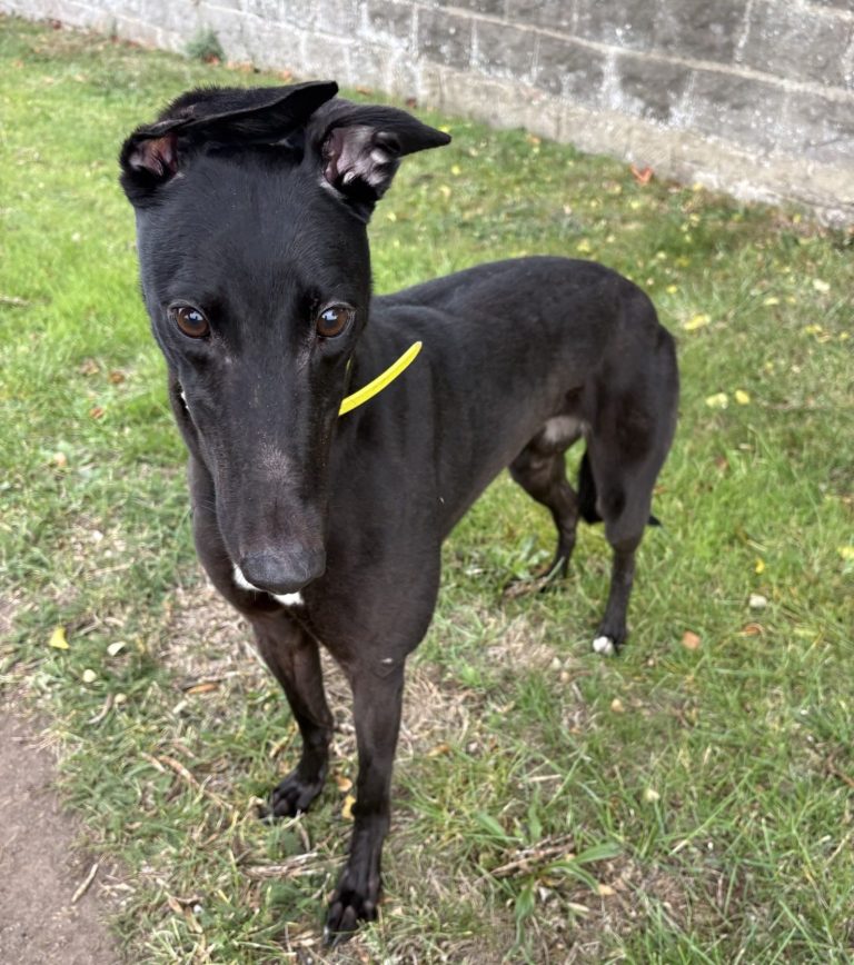 Angel, a 2 years old female Greyhound available for adoption from Greyhound Rescue North East in County Durham