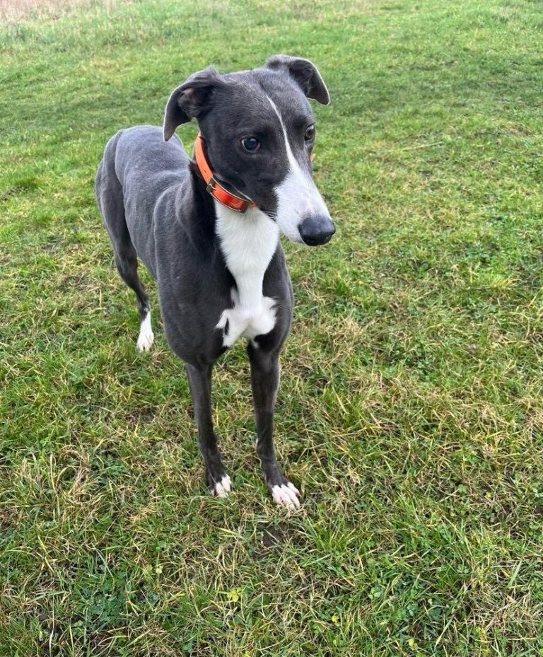 Mila, a 2 years old female Greyhound available for adoption from Greyhound Rescue North East in Peterlee, County Durham