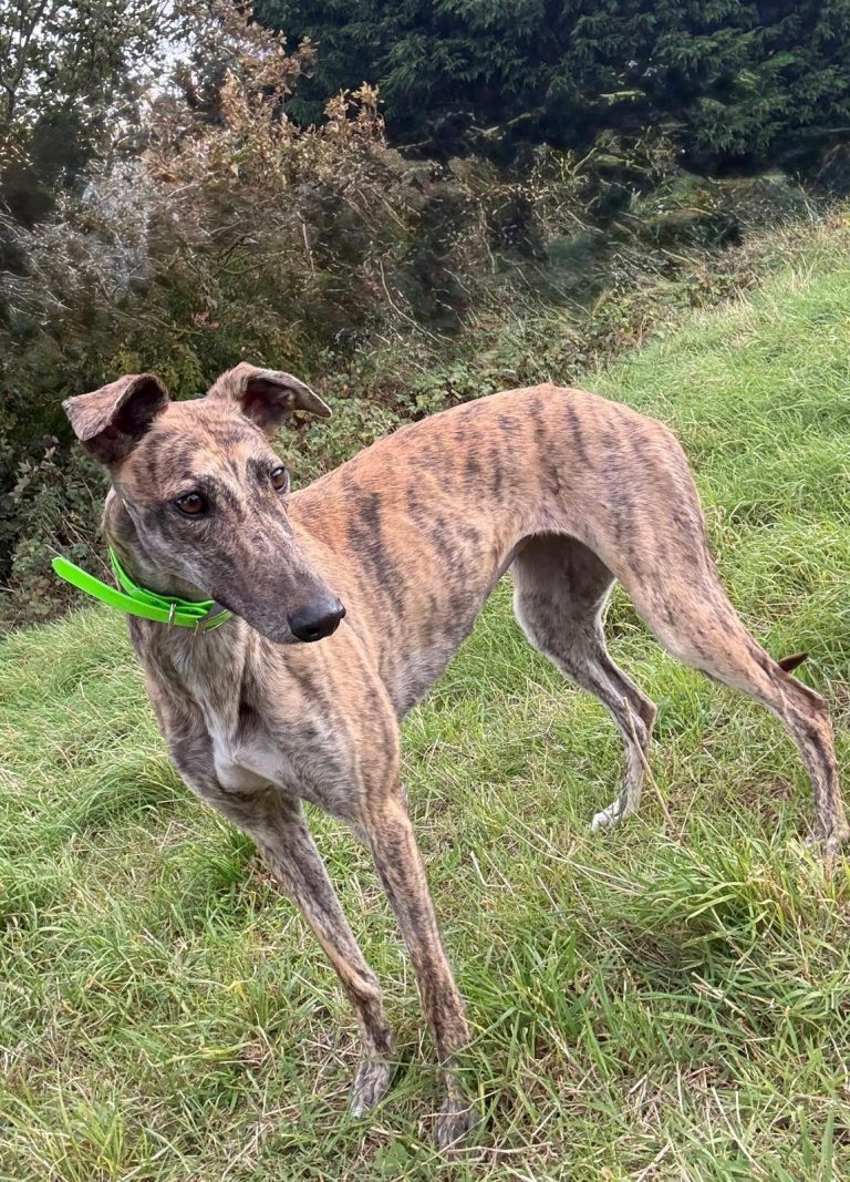 Sandy, a 2 years old female Greyhound available for adoption from Greyhound Rescue North East in County Durham